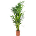 Goldfruchtpalme - Areca Dypsis Lutescens - Höhe ca. 85 cm, Topf-Ø 17 cm