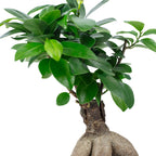 Chinesische Feige - Ficus Ginseng - Höhe ca. 25 cm, Topf-Ø 12 cm