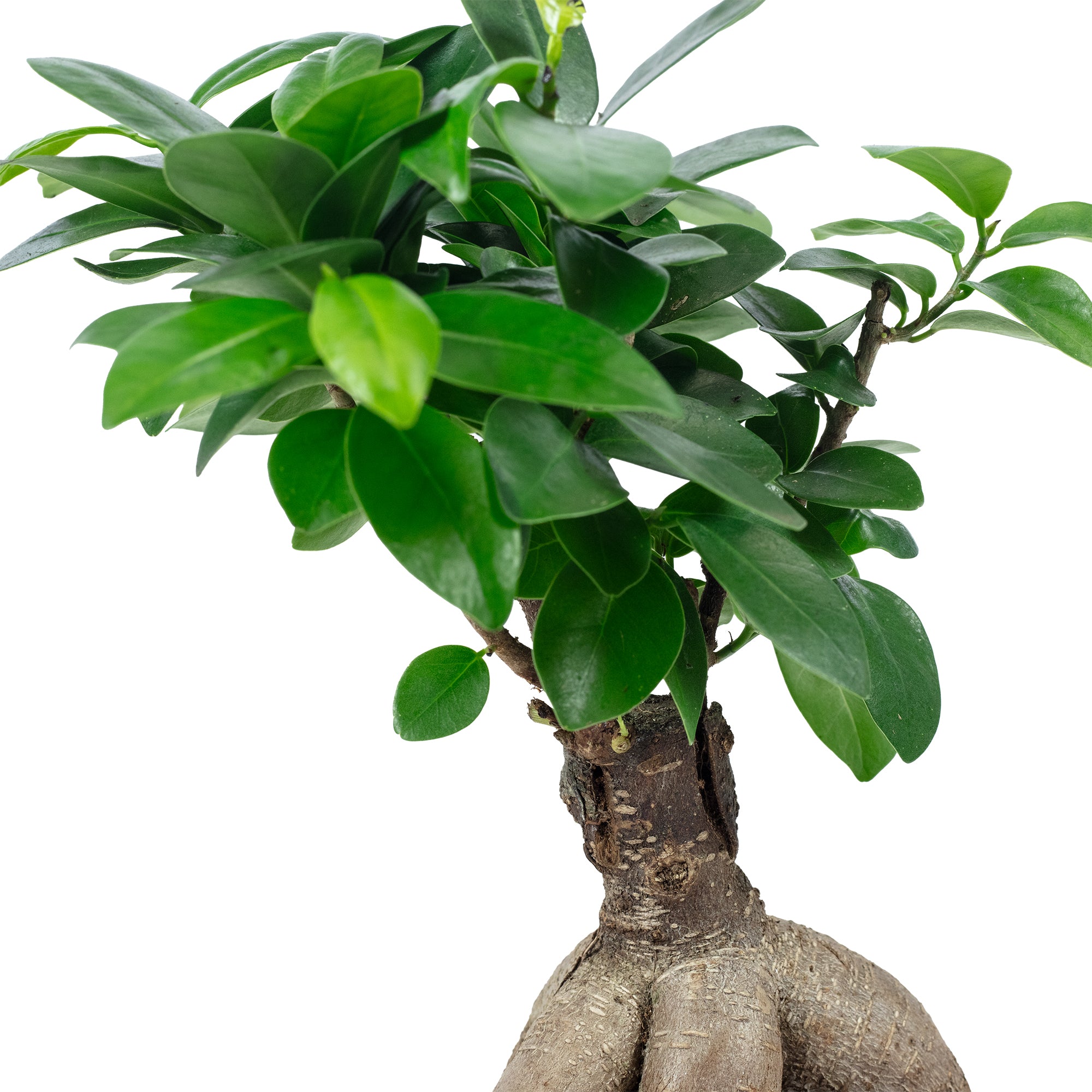 Chinesische Feige - Ficus Ginseng - Höhe ca. 25 cm, Topf-Ø 12 cm