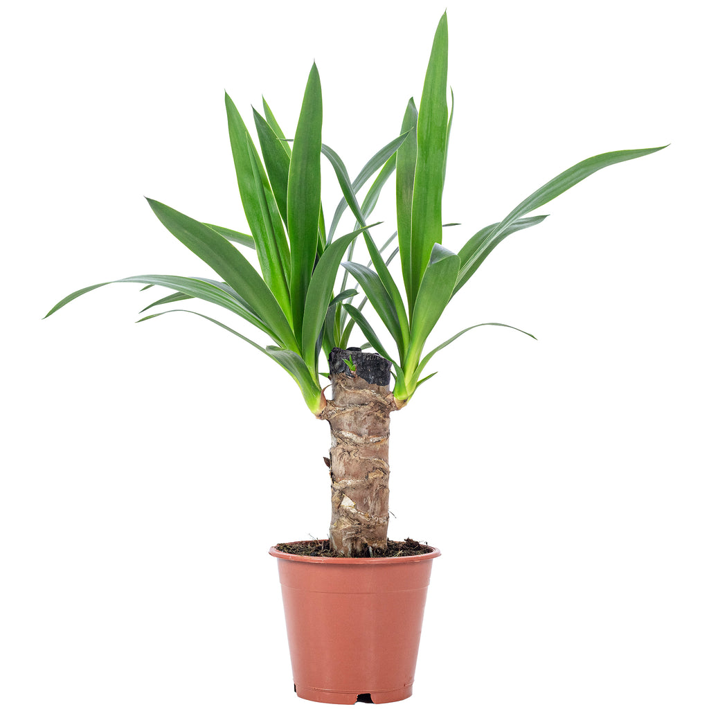 Palmlilie 1-stämmig - Yucca Elephantipes Palme 20 - Höhe ca. 45 cm, Topf-Ø 12 cm