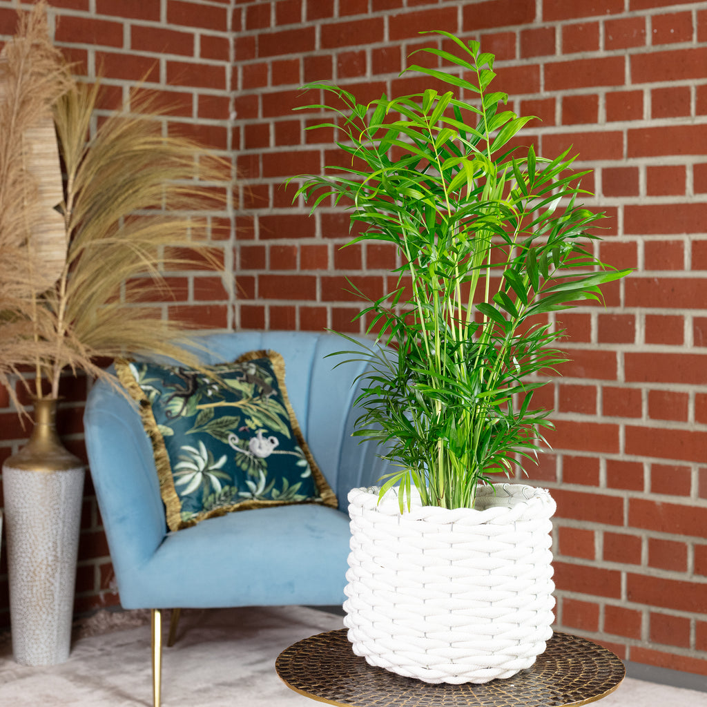 Bergpalme - Chamaedorea elegans - Höhe ca. 55 cm, Topf-Ø 17 cm