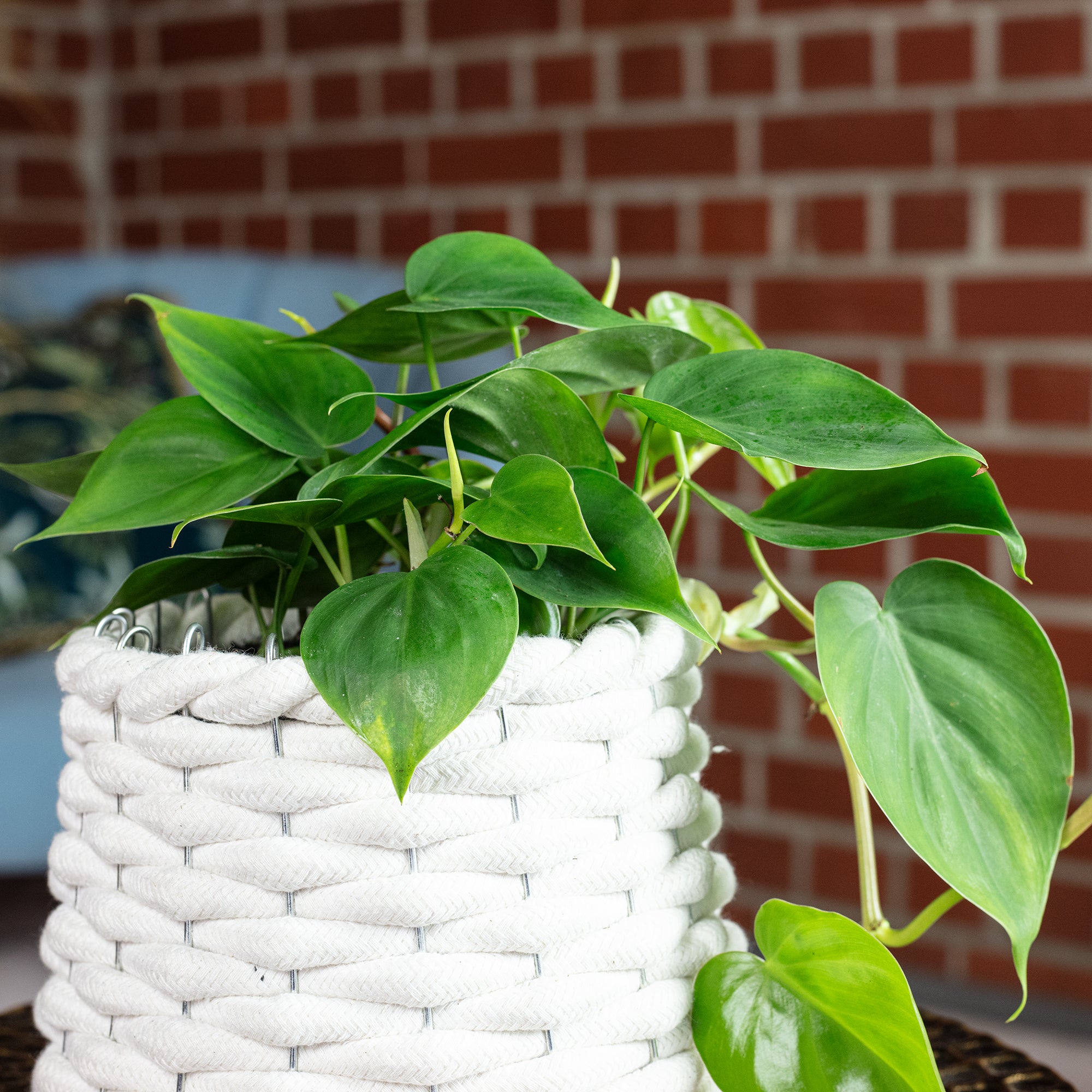 Baumfreund - Philodendron scandens - Höhe ca. 20 cm, Topf-Ø 12 cm