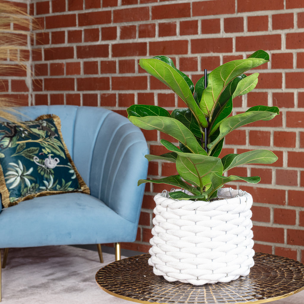 Geigenfeige - Ficus Lyrata Bambino - Höhe ca. 35 cm, Topf-Ø 12 cm