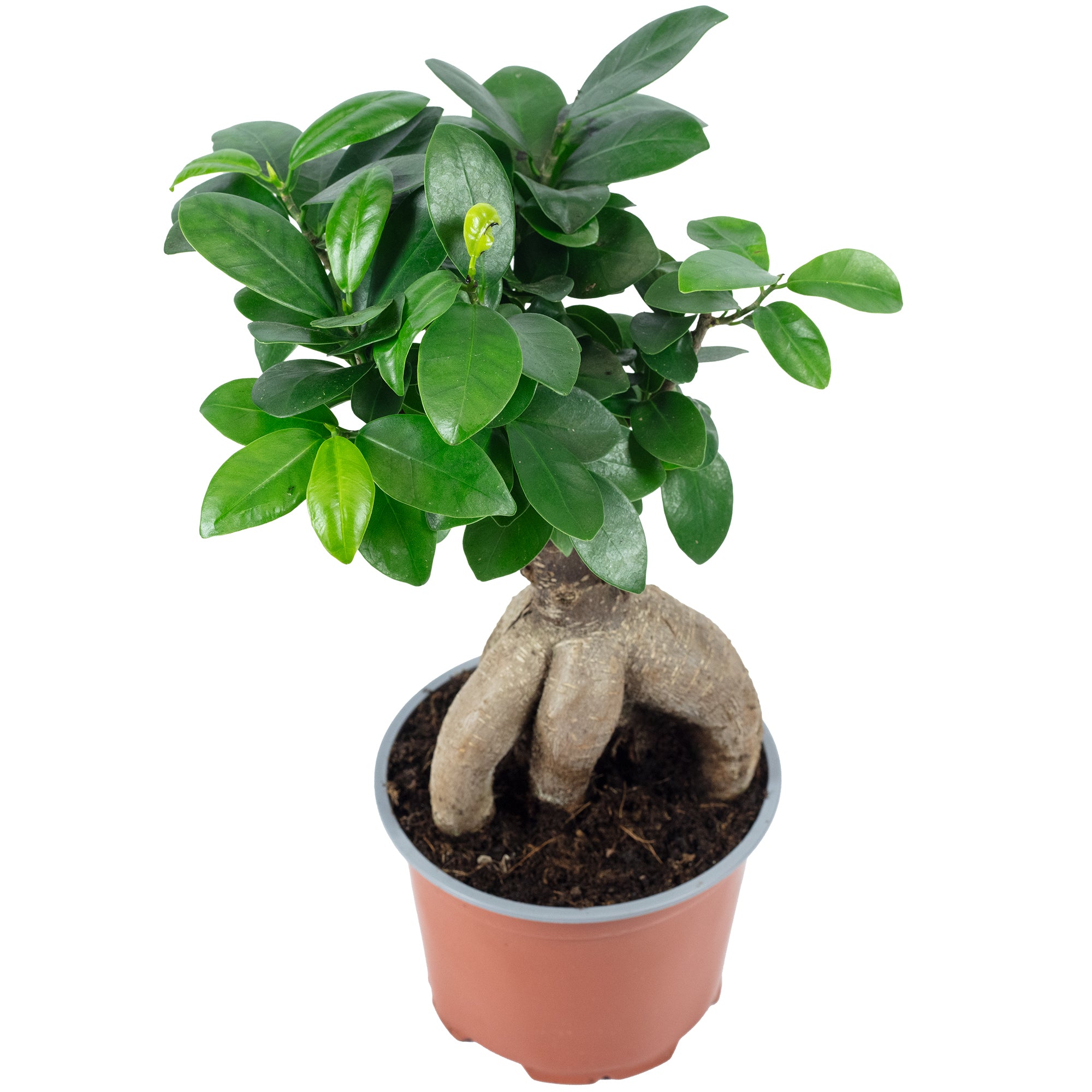 Chinesische Feige - Ficus Ginseng - Höhe ca. 25 cm, Topf-Ø 12 cm