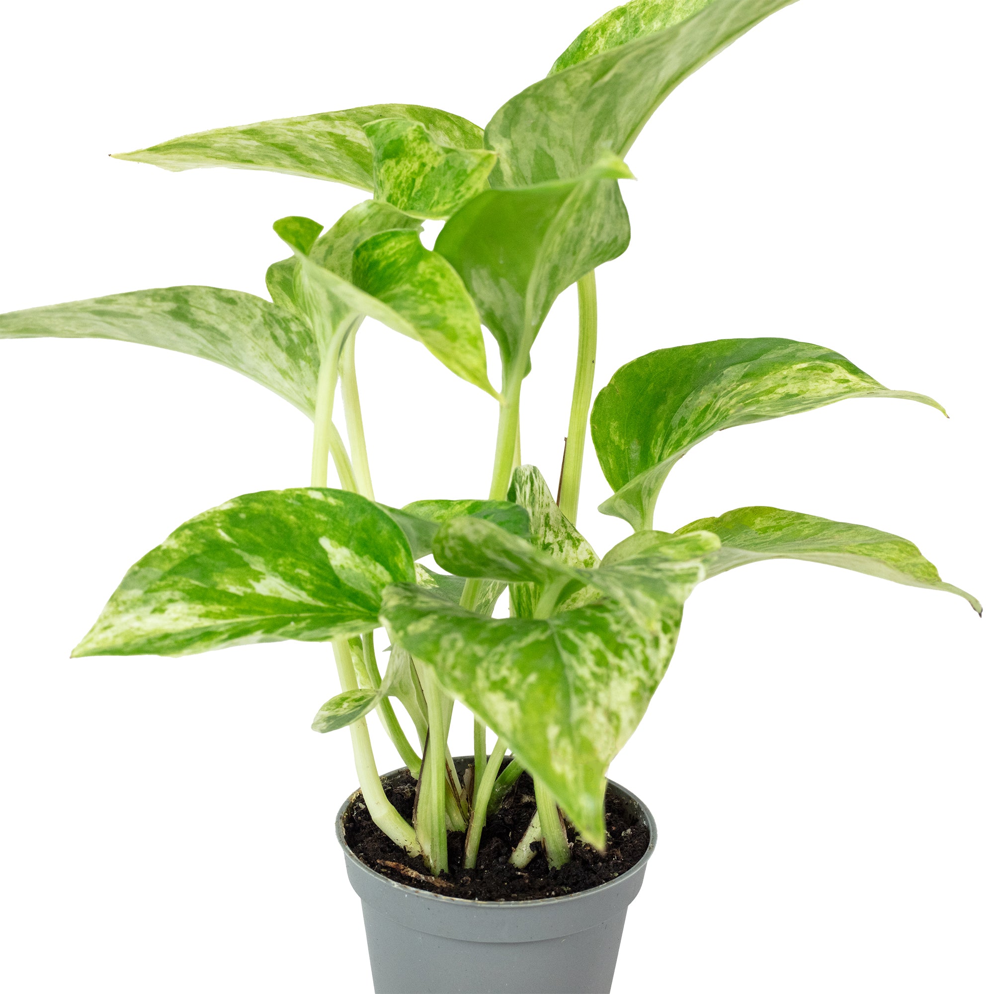 Efeutute - Epipremnum Pinnatum 'Marble Queen' - Höhe ca. 15 cm, Topf-Ø 6 cm