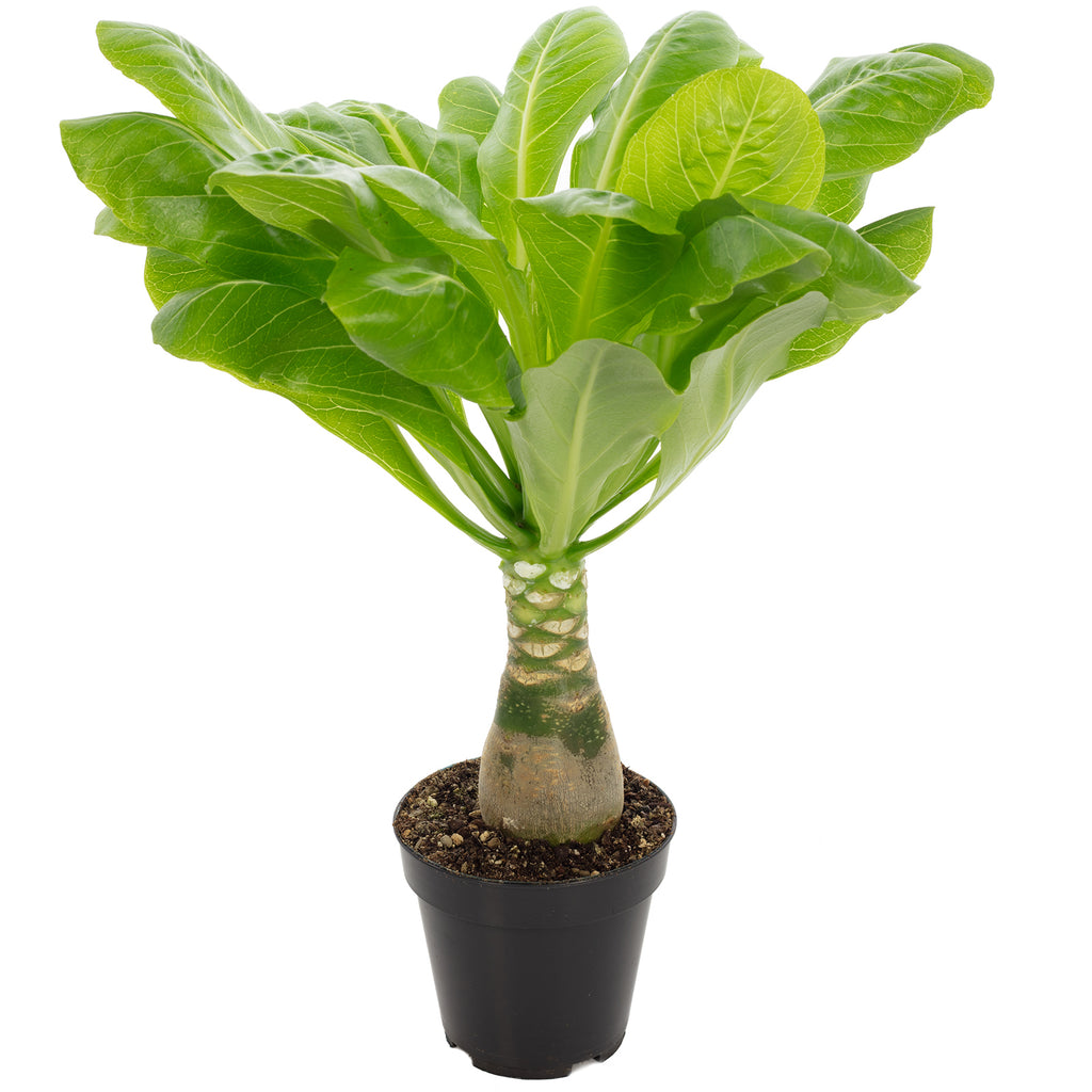 Hawaiipalme - Brighamia - Höhe ca. 40 cm, Topf-Ø 12 cm