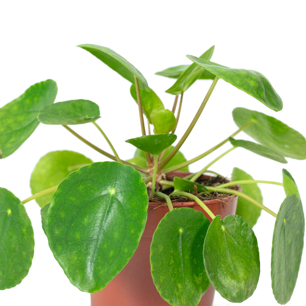 Ufopflanze - Pilea peperomioides - Höhe ca. 20 cm, Topf-Ø 14 cm