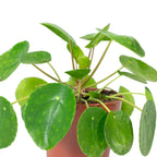 Ufopflanze - Pilea peperomioides - Höhe ca. 20 cm, Topf-Ø 14 cm