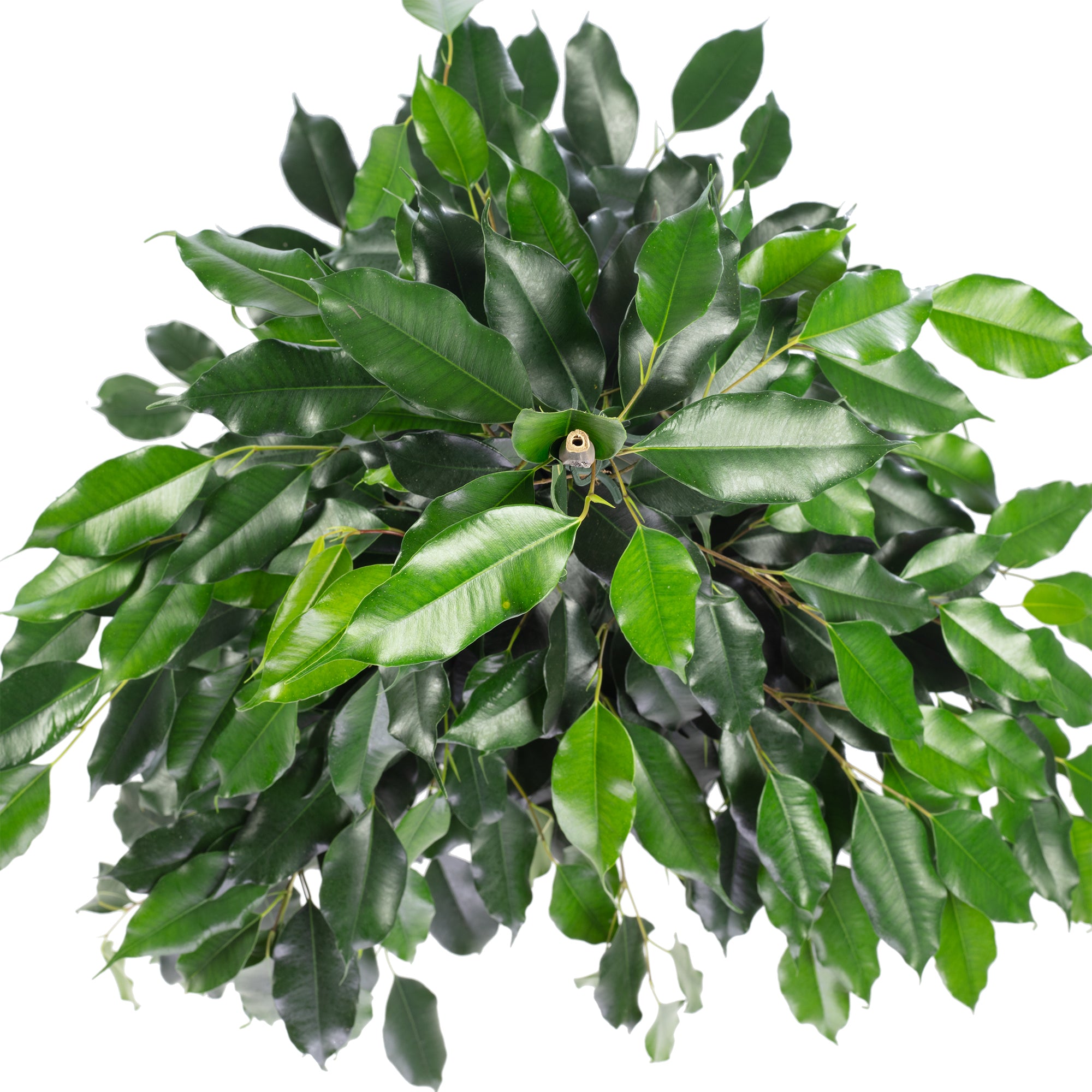 Birkenfeige - Ficus benjamini - Höhe ca. 100 cm, Topf-Ø 21 cm