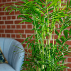 Bergpalme - Chamaedorea elegans - Höhe ca. 55 cm, Topf-Ø 17 cm