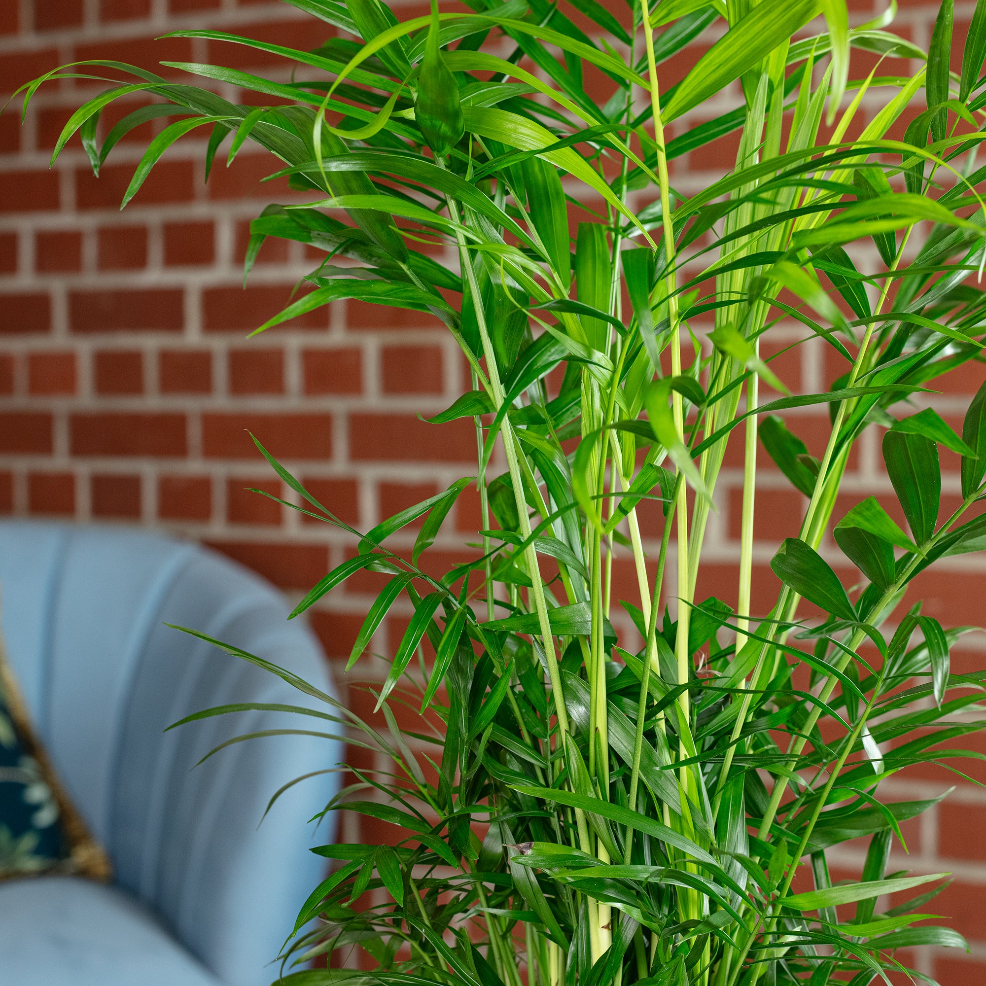 Bergpalme - Chamaedorea elegans - Höhe ca. 55 cm, Topf-Ø 17 cm