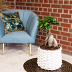 Chinesische Feige - Ficus Ginseng - Höhe ca. 30 cm, Topf-Ø 14 cm