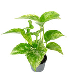 Efeutute - Epipremnum Pinnatum 'Marble Queen' - Höhe ca. 15 cm, Topf-Ø 6 cm