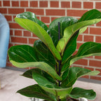 Geigenfeige - Ficus Lyrata Bambino - Höhe ca. 35 cm, Topf-Ø 12 cm