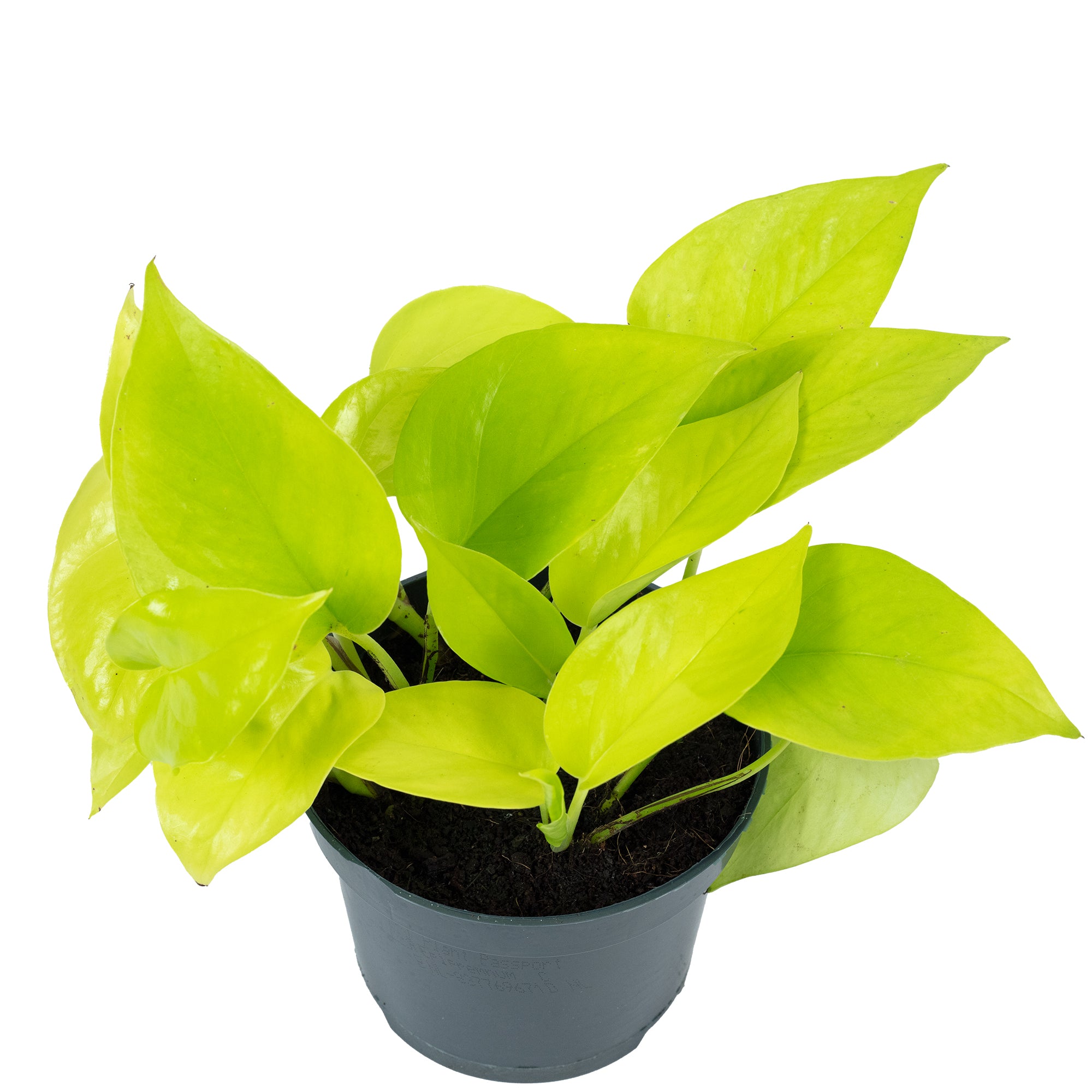 Efeutute - Epipremnum pinnatum 'Golden Pothos' - Höhe ca. 15 cm, Topf-Ø 12 cm