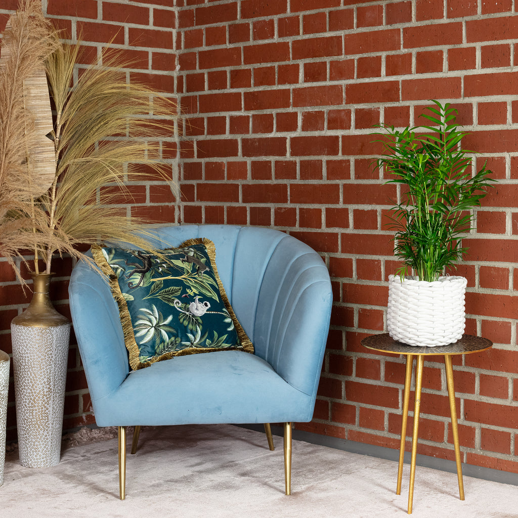 Bergpalme - Chamaedorea elegans - Höhe ca. 55 cm, Topf-Ø 17 cm