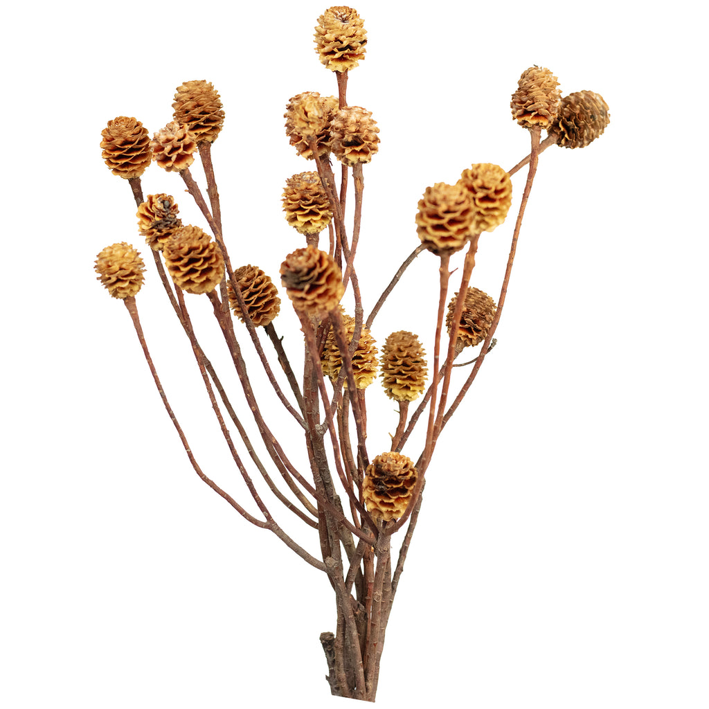 Sabulosumzweige - 2-3 Köpfe - geschwefelt - 10 Stück