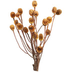 Sabulosumzweige - 2-3 Köpfe - geschwefelt - 10 Stück