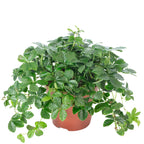 Zimmerwein 'Smit Verona Vein' - Parthenocissus striata - Höhe ca. 20 cm, Topf-Ø 10,5 cm