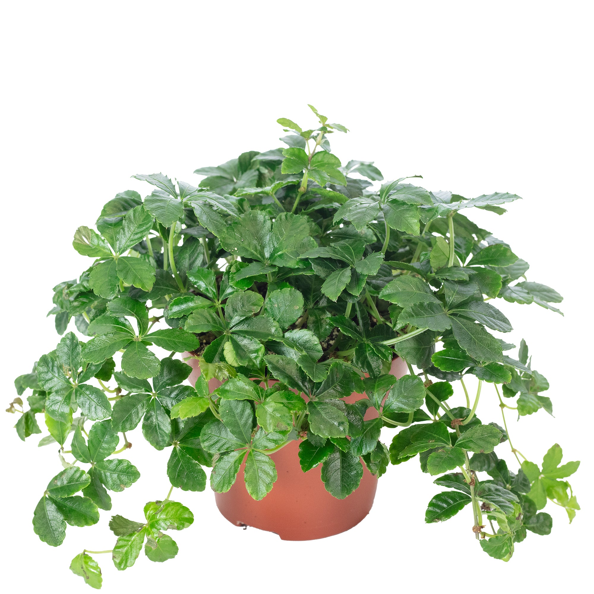 Zimmerwein 'Smit Verona Vein' - Parthenocissus striata - Höhe ca. 20 cm, Topf-Ø 10,5 cm