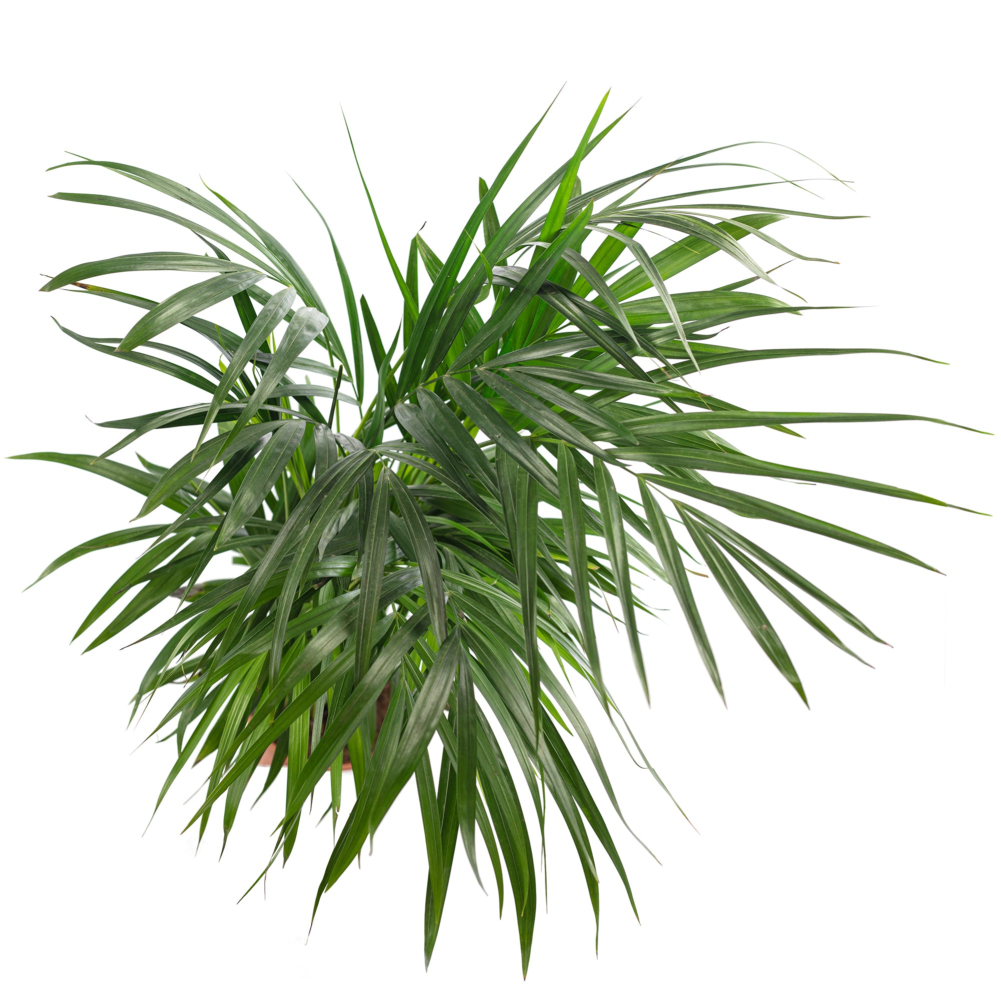 Goldfruchtpalme - Areca Dypsis Lutescens - Höhe ca. 85 cm, Topf-Ø 17 cm