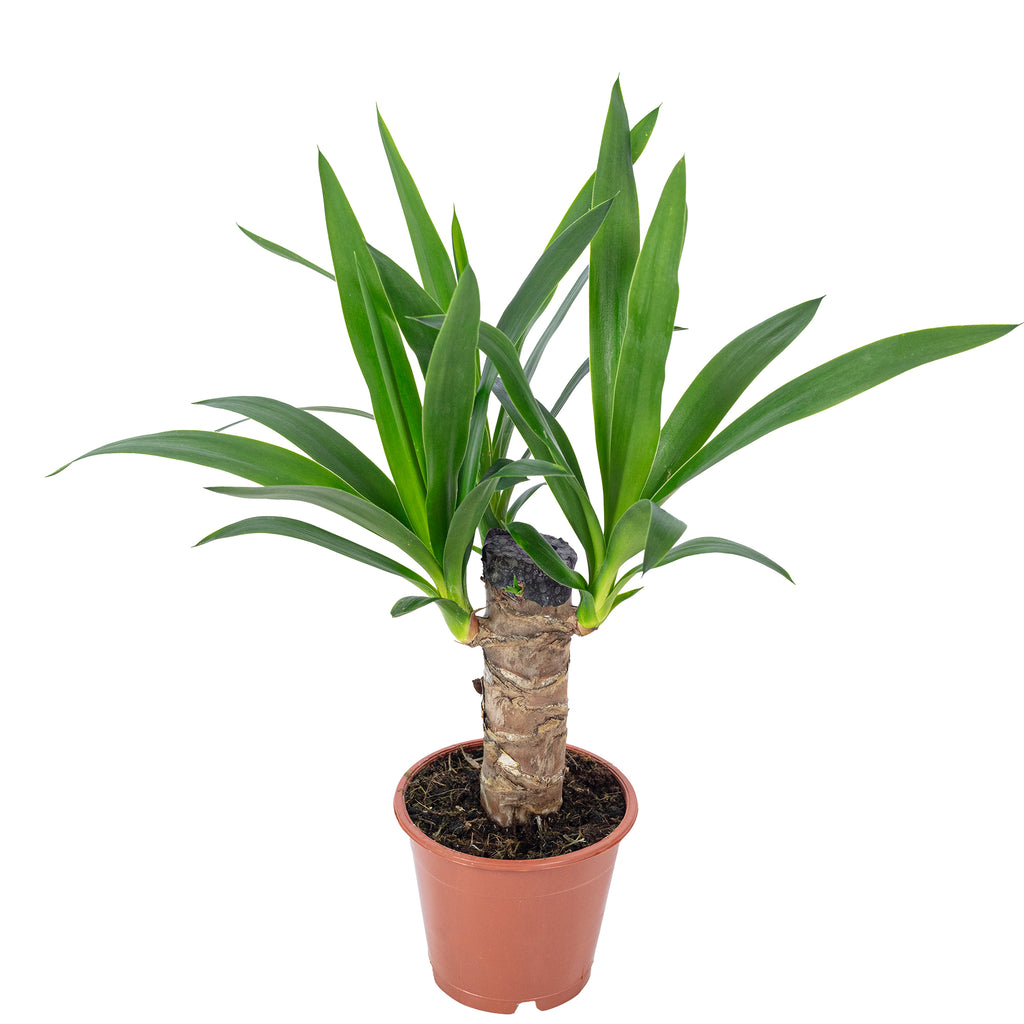 Palmlilie 1-stämmig - Yucca Elephantipes Palme 20 - Höhe ca. 45 cm, Topf-Ø 12 cm