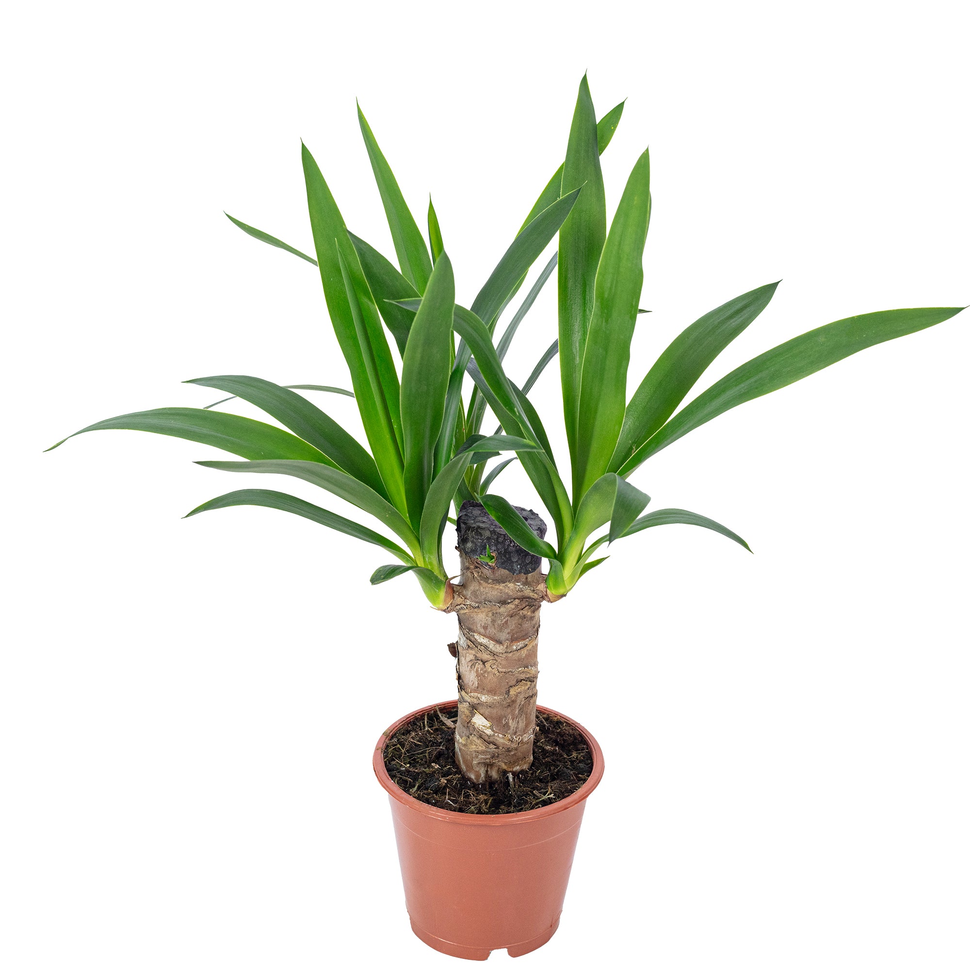 Palmlilie 1-stämmig - Yucca Elephantipes Palme 20 - Höhe ca. 45 cm, Topf-Ø 12 cm