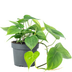 Baumfreund - Philodendron scandens - Höhe ca. 20 cm, Topf-Ø 12 cm
