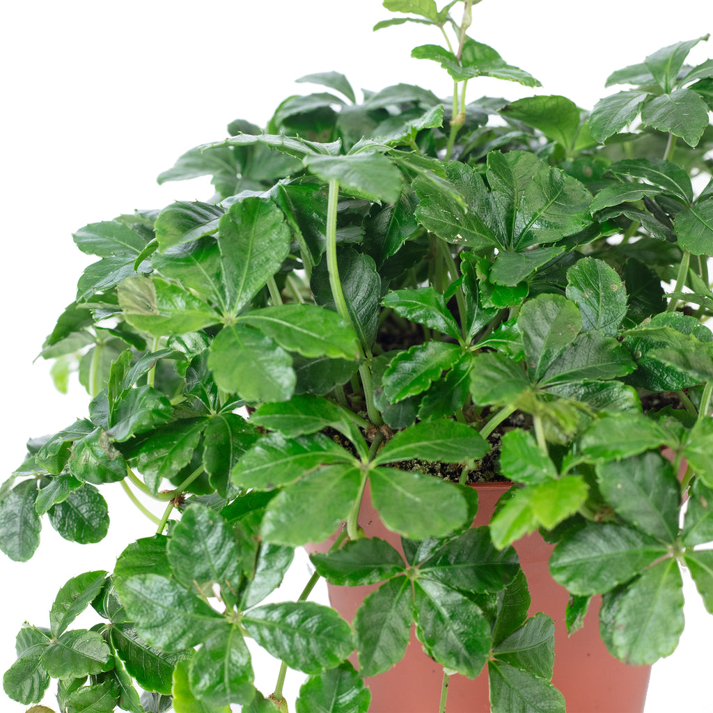 Zimmerwein 'Smit Verona Vein' - Parthenocissus striata - Höhe ca. 20 cm, Topf-Ø 10,5 cm