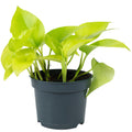 Efeutute - Epipremnum pinnatum 'Golden Pothos' - Höhe ca. 15 cm, Topf-Ø 12 cm