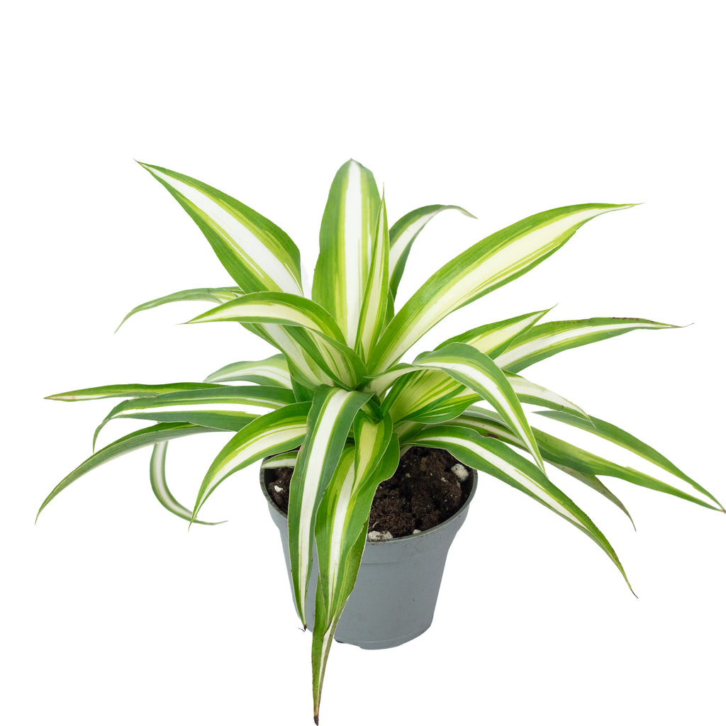 Grünlilie - Chlorophytum Comosum Variegata - Höhe ca. 15 cm, Topf-Ø 6 cm