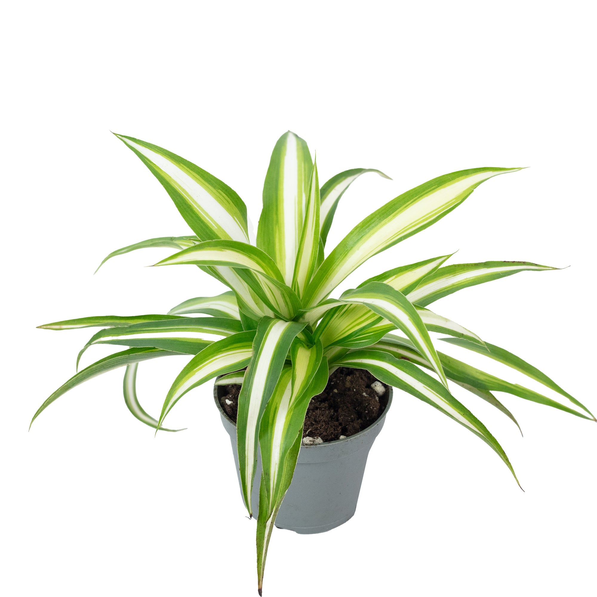 Grünlilie - Chlorophytum Comosum Variegata - Höhe ca. 15 cm, Topf-Ø 6 cm