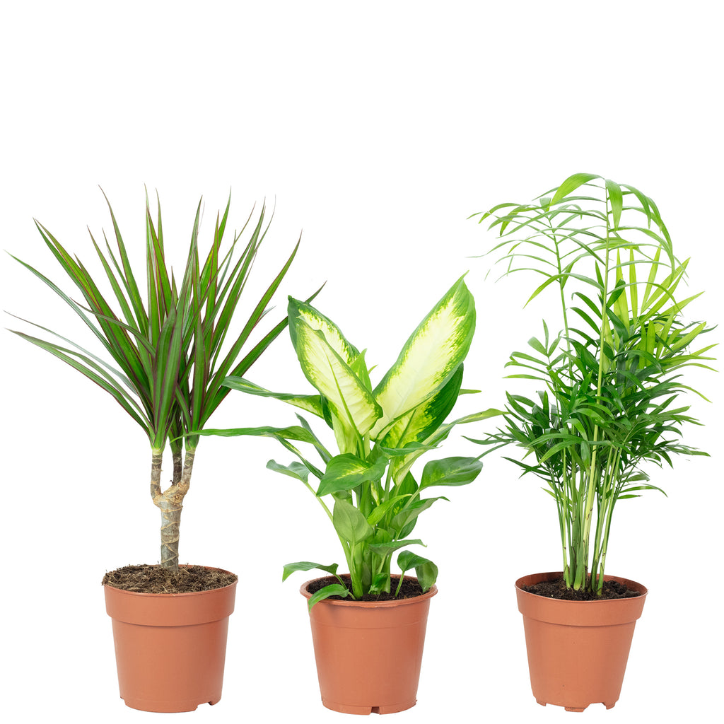 3er-Set Zimmerpflanzen Chamaedorea, Dieffenbachie, Dracaena - Topf-Ø 12 cm