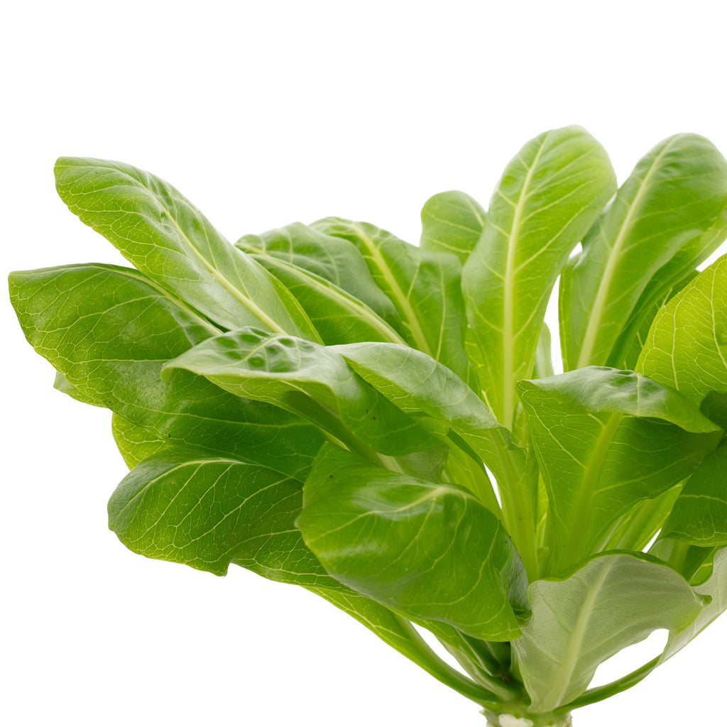 Hawaiipalme - Brighamia - Höhe ca. 40 cm, Topf-Ø 12 cm