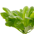 Hawaiipalme - Brighamia - Höhe ca. 40 cm, Topf-Ø 12 cm