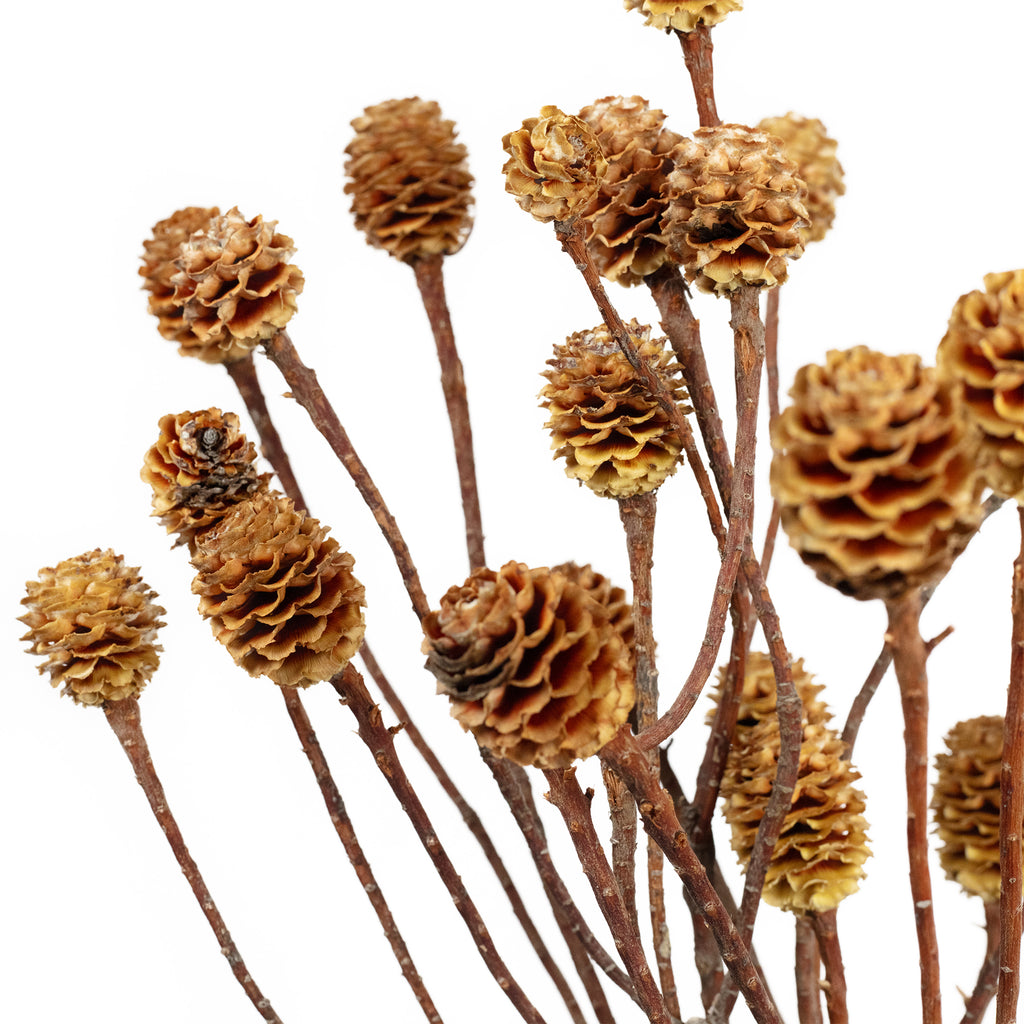 Sabulosumzweige - 2-3 Köpfe - geschwefelt - 10 Stück