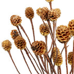 Sabulosumzweige - 2-3 Köpfe - geschwefelt - 10 Stück