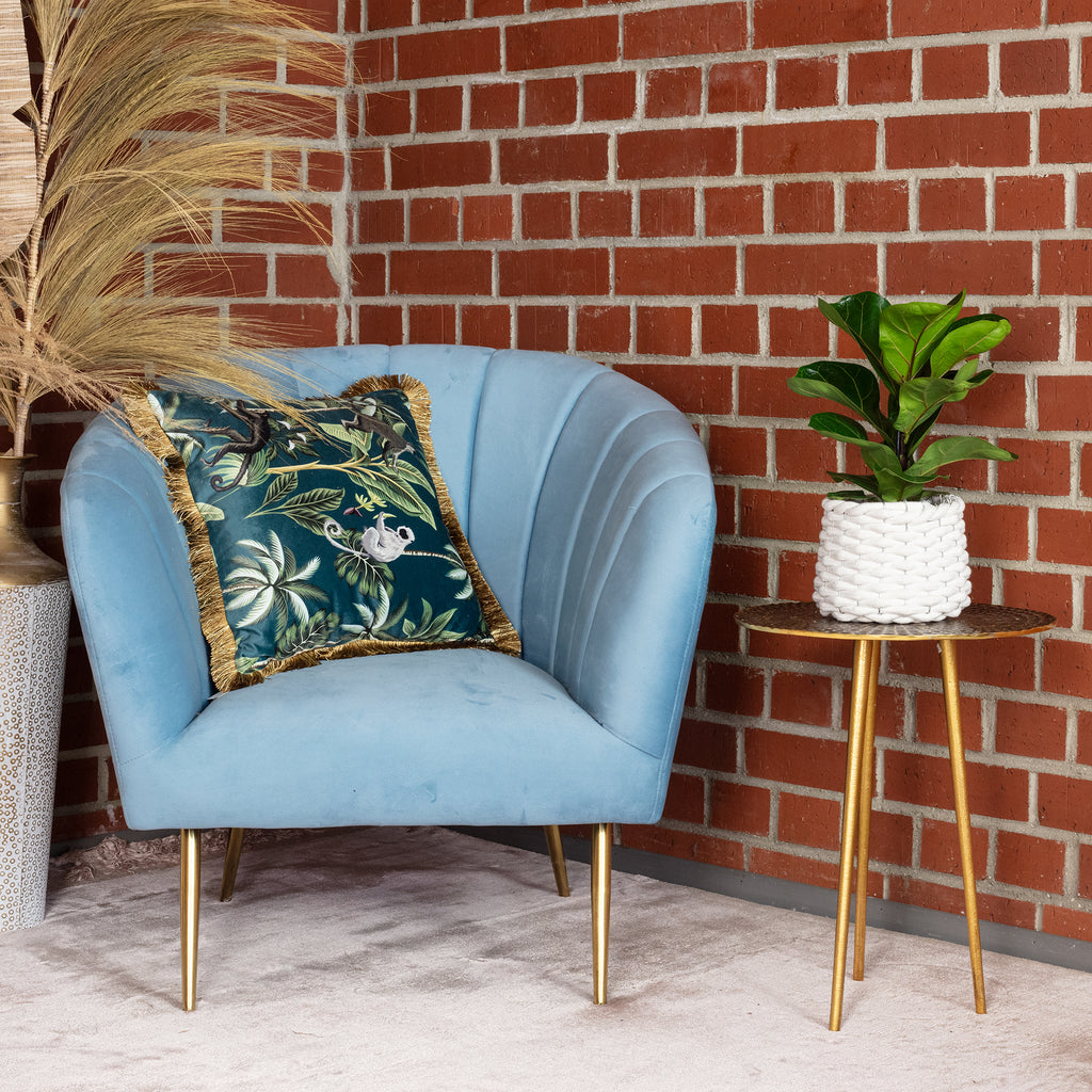 Geigenfeige - Ficus Lyrata Bambino - Höhe ca. 35 cm, Topf-Ø 12 cm