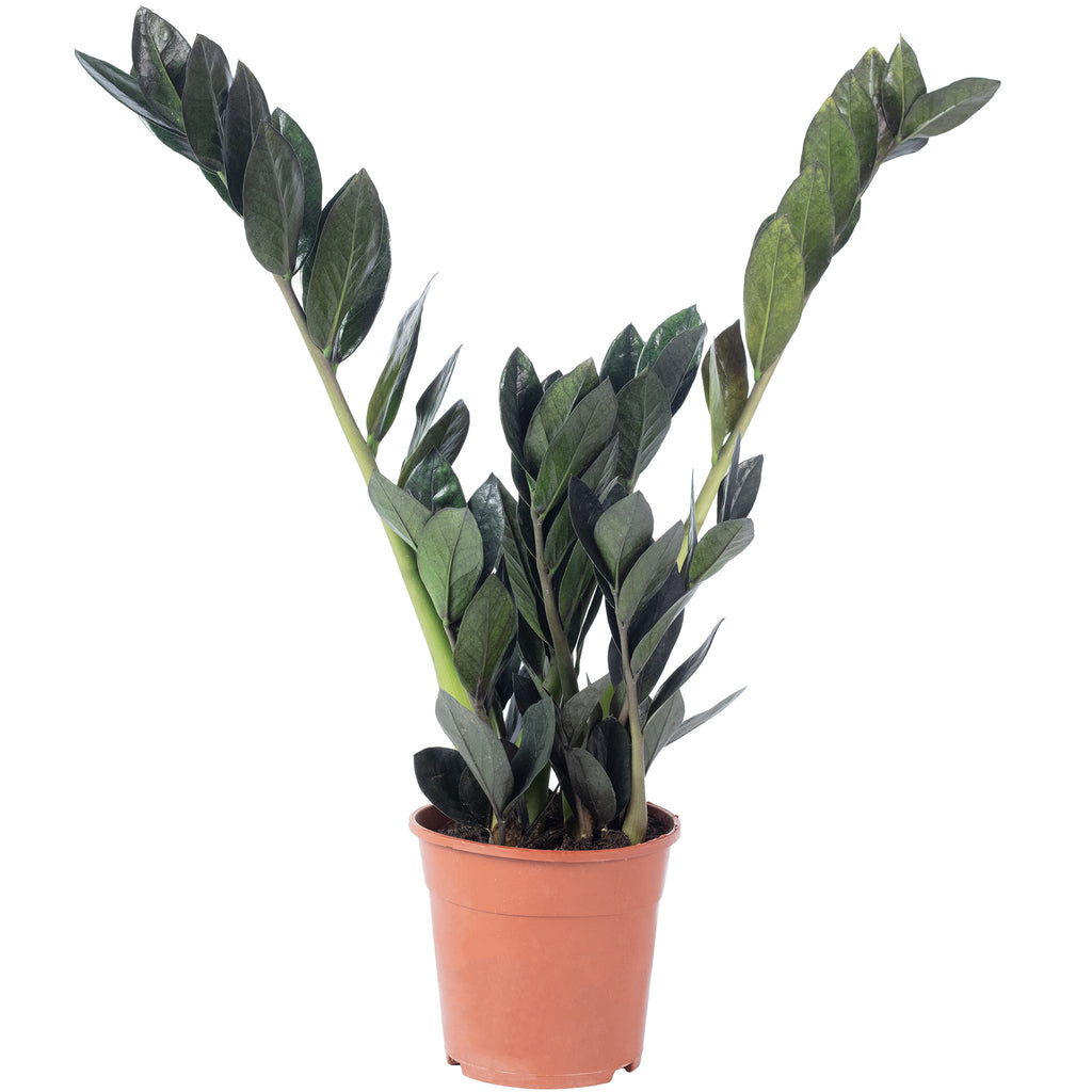 Glücksfeder 'Raven' 4+ - schwarze Zamioculcas zamiifolia - Höhe ca. 35 cm, Topf-Ø 14 cm
