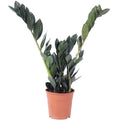 Glücksfeder 'Raven' 4+ - schwarze Zamioculcas zamiifolia - Höhe ca. 35 cm, Topf-Ø 14 cm