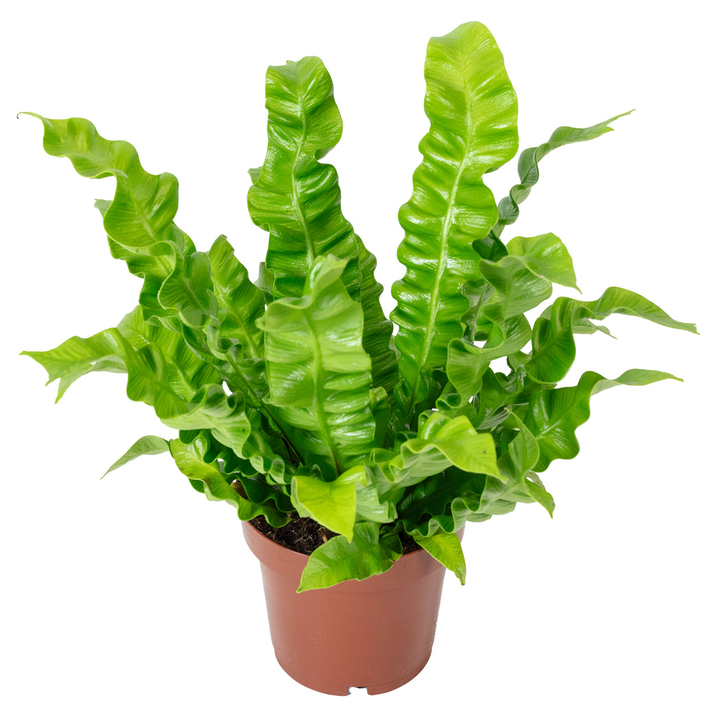 Nestfarn - Asplenium nidus 'Crispy Wave' - Höhe ca. 25 cm, Topf-Ø 12 cm