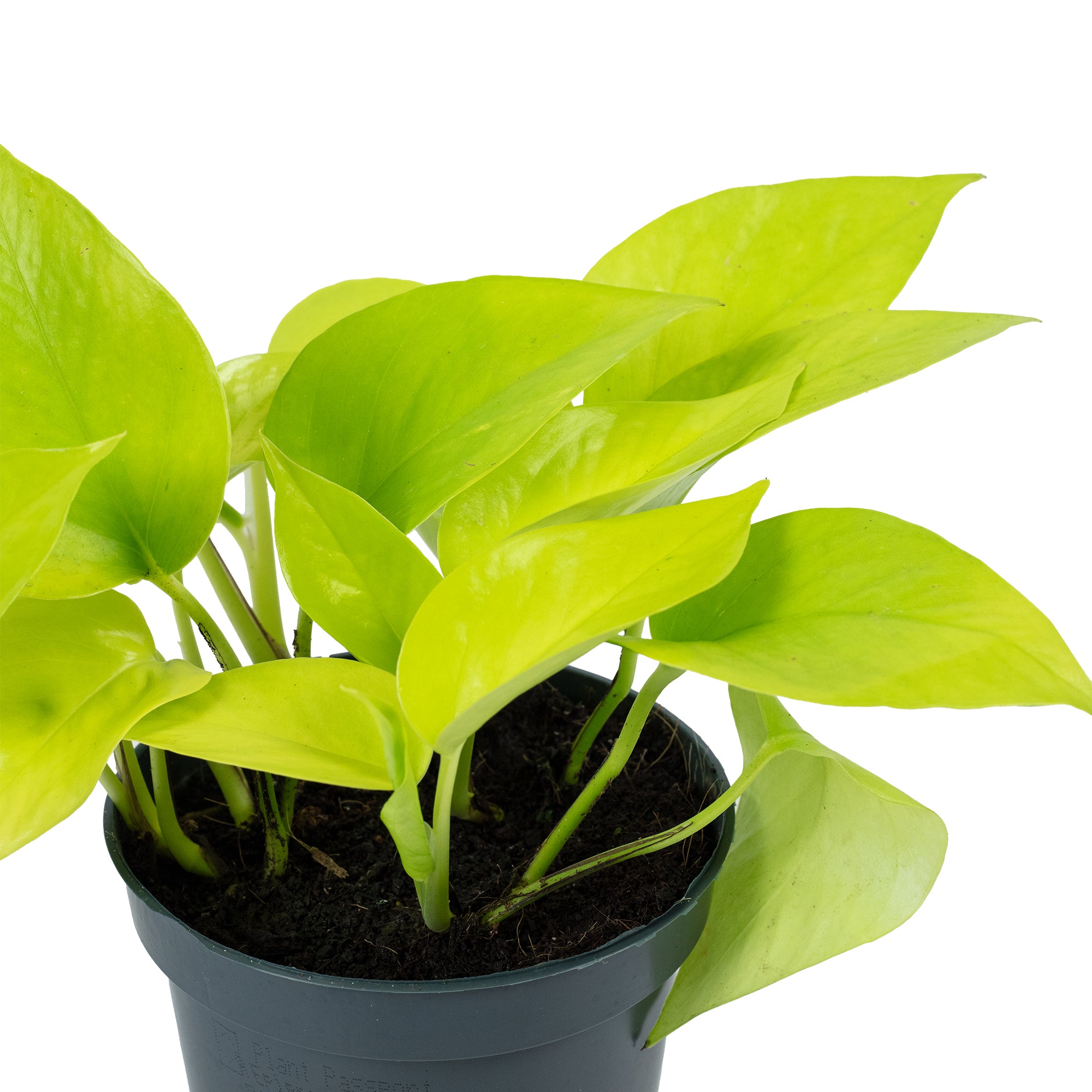 Efeutute - Epipremnum pinnatum 'Golden Pothos' - Höhe ca. 15 cm, Topf-Ø 12 cm