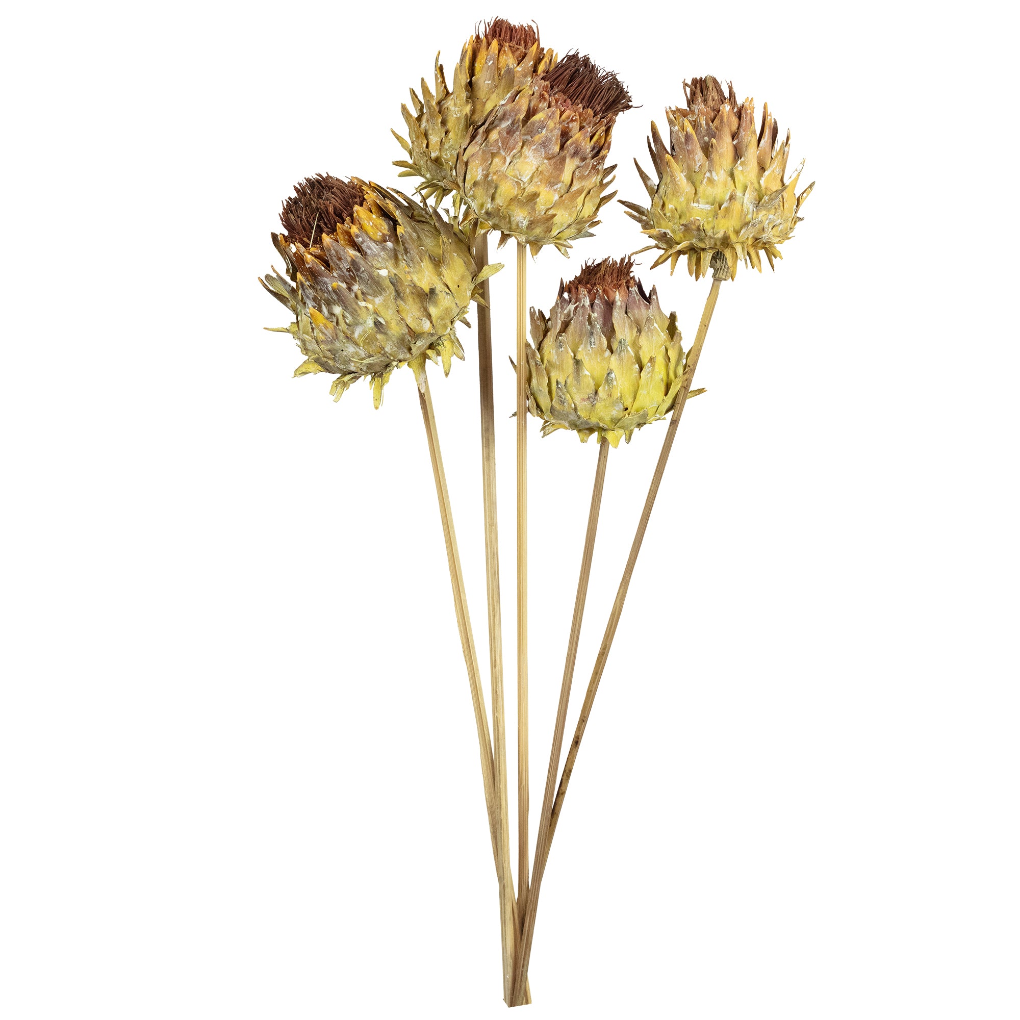 Artischocke am Stiel - 5 Stück - natur