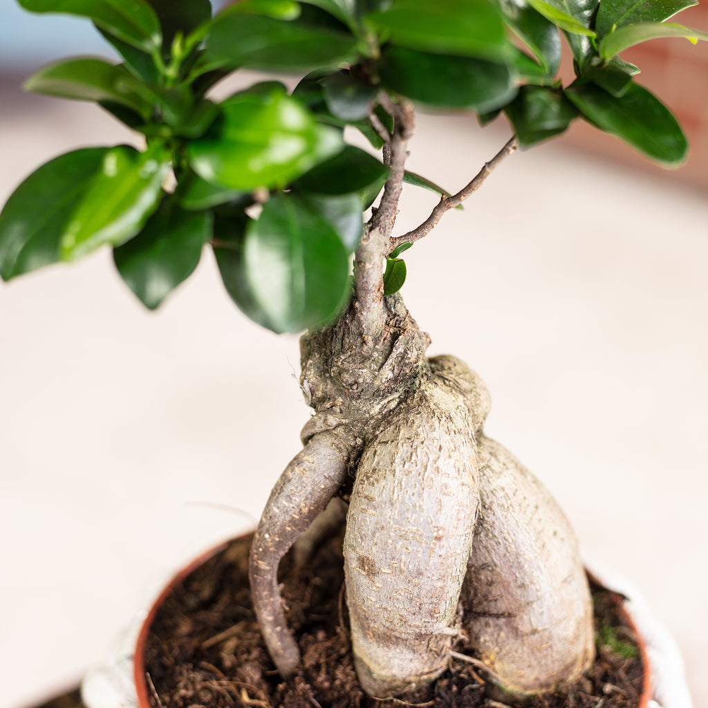 Chinesische Feige - Ficus Ginseng - Höhe ca. 30 cm, Topf-Ø 14 cm