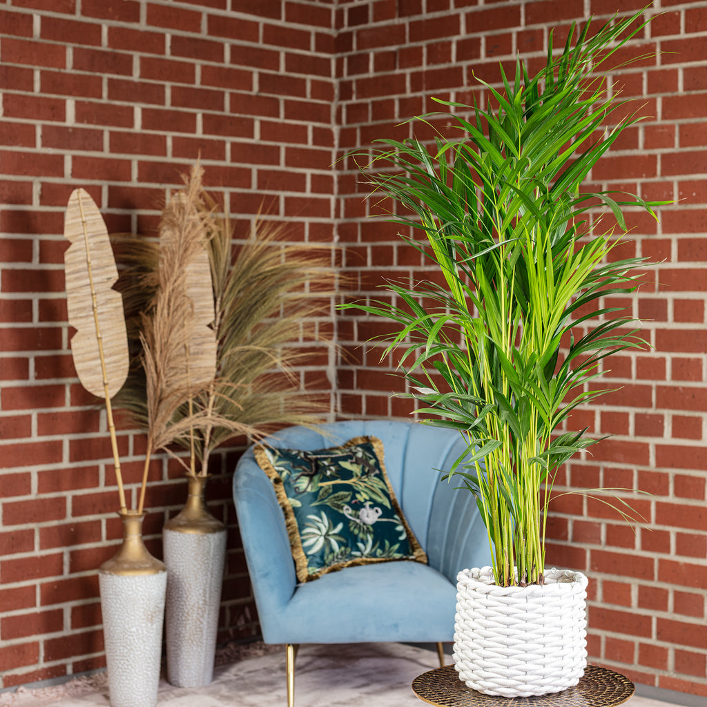 Goldfruchtpalme - Areca Dypsis Lutescens - Höhe ca. 85 cm, Topf-Ø 17 cm