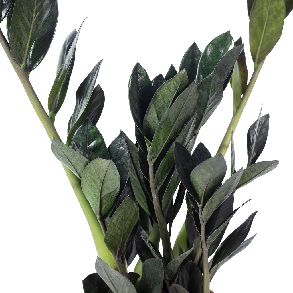 Glücksfeder 'Raven' 4+ - schwarze Zamioculcas zamiifolia - Höhe ca. 35 cm, Topf-Ø 14 cm
