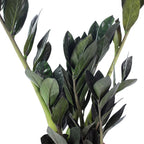 Glücksfeder 'Raven' 4+ - schwarze Zamioculcas zamiifolia - Höhe ca. 35 cm, Topf-Ø 14 cm