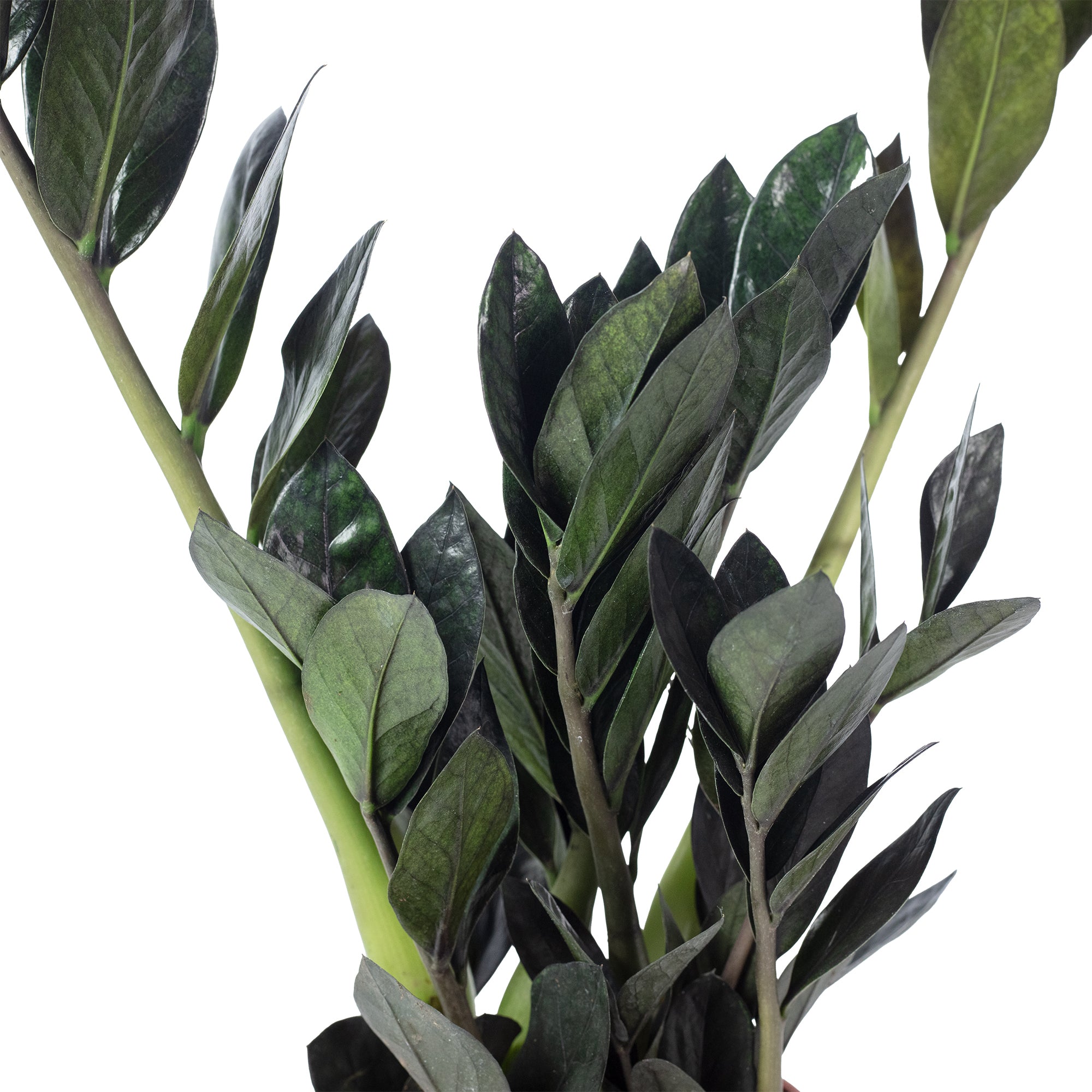 Glücksfeder 'Raven' 4+ - schwarze Zamioculcas zamiifolia - Höhe ca. 35 cm, Topf-Ø 14 cm