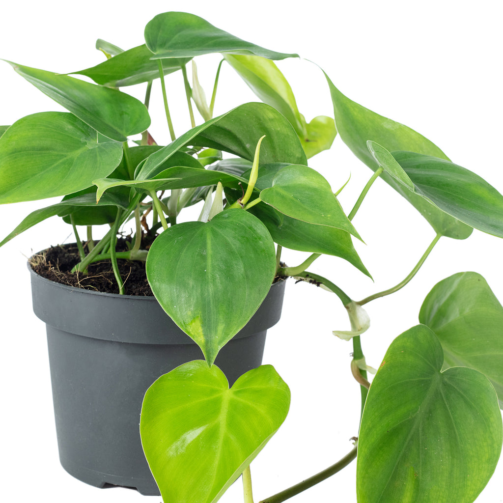 Baumfreund - Philodendron scandens - Höhe ca. 20 cm, Topf-Ø 12 cm
