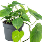 Baumfreund - Philodendron scandens - Höhe ca. 20 cm, Topf-Ø 12 cm